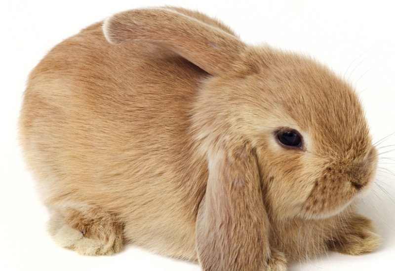 Особенности содержания декоративных и карликовых кроликов